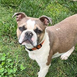Doc - Blue male Boston Terrier puppy in Red Bluff, California from SunnyValley Bostons