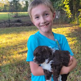 Portuguese Water Dog Puppies from Autumn Branch Farm Portuguese Water Dogs