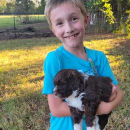 Portuguese Water Dog Puppies from Autumn Branch Farm Portuguese Water Dogs