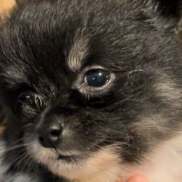 Girl 1 - Tri-colored Pomeranian puppy in Skipperville, Alabama from Nay Nay’s Babies