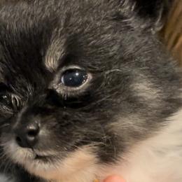 Girl 1 - Tri-colored Pomeranian puppy in Skipperville, Alabama from Nay Nay’s Babies