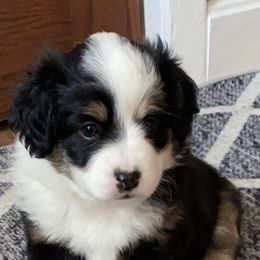 Toy Australian Shepherd Puppies from MN Pomme De Terre Aussies
