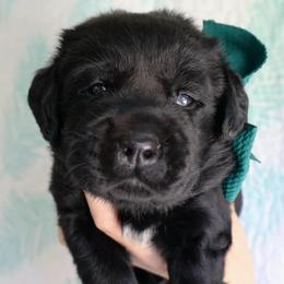 Stetson - Black male Labrador Retriever puppy in Dunnellon, Texas from Belle Rose Labradors