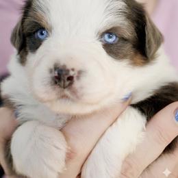 Dark Blue Merle Girl - Blue merle female Miniature Australian Shepherd puppy in Burkesville, Kentucky from Bline’s Awesome Aussies & Doxies at the Bline Family Farm
