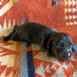 Cletus - Black and tan male Dachshund puppy in Okeechobee, Florida from HotShot Kennels