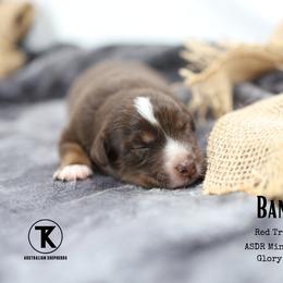 Banks RTM - Red tri male Miniature Australian Shepherd puppy in Nacogdoches, Texas from TK Standard, Mini, & Toy Aussies