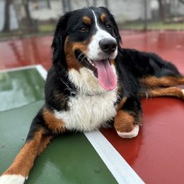 Harper - Bernedoodle