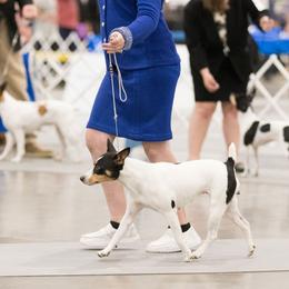 Joy - Rat Terrier