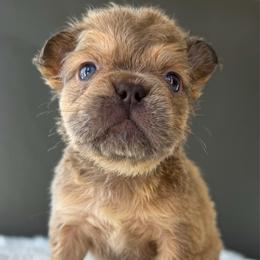 Goji - Liver male French Bulldog puppy in Porter, Texas from Whatabulldog