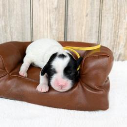 Zara - Australian Cavoodle - Black and white female Cavapoo puppy in Wamego, Kansas from Doodles of Oz