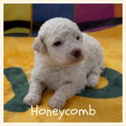 Honeycomb - Off-white female Lagotto Romagnolo puppy in Monticello, Wisconsin from Shooting Star Water Dogs