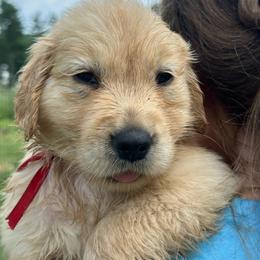 Fox (Red) - Golden male Golden Retriever puppy in Franklin, West Virginia from Wildmour K9