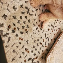 Goldendoodle Puppies from Soule Buddies