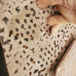 Goldendoodle Puppies from Soule Buddies
