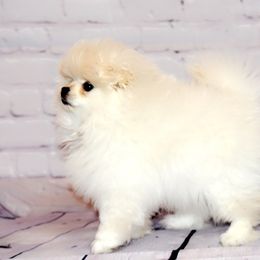 Pomeranian Puppies from Royal_poms
