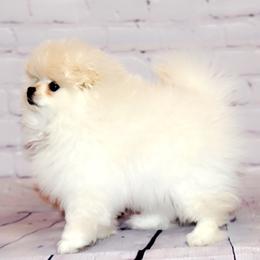 Pomeranian Puppies from Royal_poms