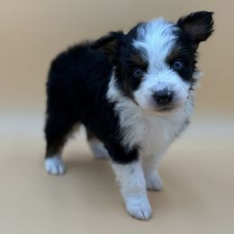 Luke - Black tri-color male Australian Shepherd puppy in Porterville, California from Wild Oak Farms