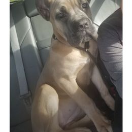 Cane Corso Puppies from Nephilim Cane Corso