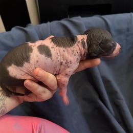 Cookies N Cream - White and black male Xoloitzcuintli puppy in Manitowoc, Wisconsin from Wonderland Kennel