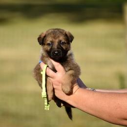 Neon Green - Sable female German Shepherd puppy in Cherryville, North Carolina from Masky Kennel