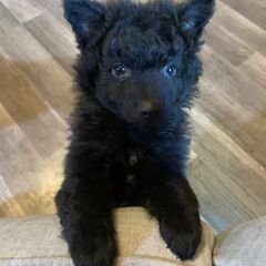 Bridle - Black female Mudi puppy in Central, South Carolina from Ewenique Kennels
