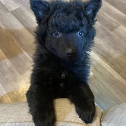 Bridle - Black female Mudi puppy in Central, South Carolina from Ewenique Kennels