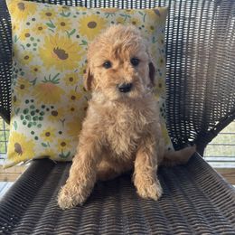 Pink - Cream female Goldendoodle puppy in Seguin, Texas from Dude Ranch Doodles
