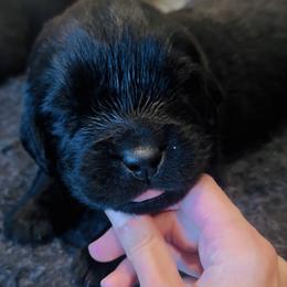 Pink collar - Black female Newfoundland puppy in Tallahassee, Florida from Noble Newfoundlands