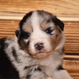 Mignon - Blue merle male Australian Shepherd puppy in Kirksville, Missouri from BellSharps Australian Shepherds