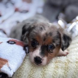Maggie - Blue merle and white female American Corgi puppy in Nortonville, Kansas from Low Riders Corgis & Mini Aussies