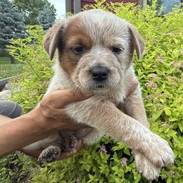 Violet - Red speckled female Australian Cattle Dog puppy in Lynd, Minnesota from Diamond Falls Cattle Dogs