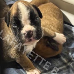 Skye - Fawn female Boxer puppy in Aiken, South Carolina from Lafayette Bulldogs & Boxers
