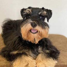 Felix - Miniature Schnauzer