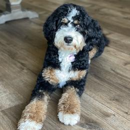 Tikka - Bernedoodle