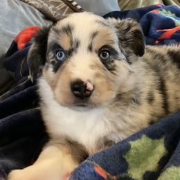 Miniature Australian Shepherd puppies from Connie's American Eskimo Dogs and Mini Australian Shepherd Dogs