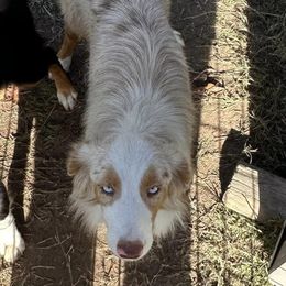 Australian Shepherds from Brashear’s Mini Aussies