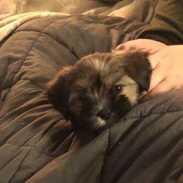 Lhasa Apso Puppies from Kories Kennels