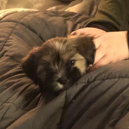 Lhasa Apso Puppies from Kories Kennels