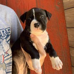 American Staffordshire Terrier Puppies from America's Best