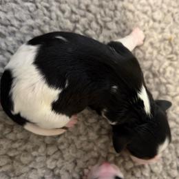 Boy 1 - Tri-color male Cavapoo puppy in Awendaw, South Carolina from LierChonPoo