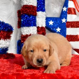Red collar - Yellow male Labrador Retriever puppy in Gober, Texas from Trigger Time Kennels
