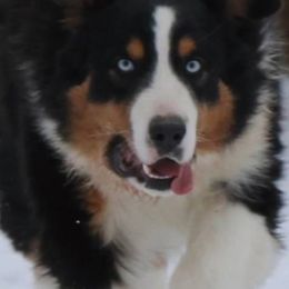Wander - Australian Shepherd