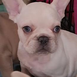 Platinum  Male 1 - male French Bulldog puppy in Corona, California from Whimsical Farms Labrador Retrievers