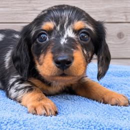 Spongebob - Black and tan male Dachshund puppy in Warm Springs, Arkansas from Seven Hills Arkansas