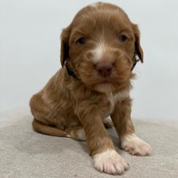 Black collar boy - Red  male Goldendoodle puppy in Ridgewood, New Jersey from Jessie’s Doodles