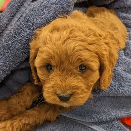 Ginger - Red female Cavapoo puppy in East Earl, Pennsylvania from Puppy Adventures LLC