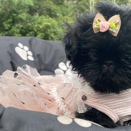 Shih Tzus from Kawai Inu