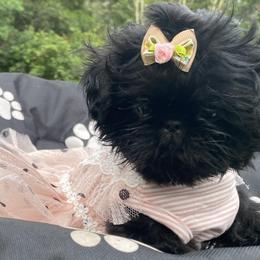 Shih Tzus from Kawai Inu