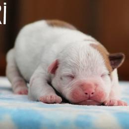 Kiri - White and red female American Bulldog puppy in Vancouver, Washington from Blackwell's American & French Bulldogs