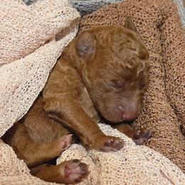Cooper - Red male Labradoodle puppy in Clinton, Ohio from P&L Doodles